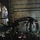 Illustration for article titled Is the Natural History Museum as Inaccurate as Jurassic World?